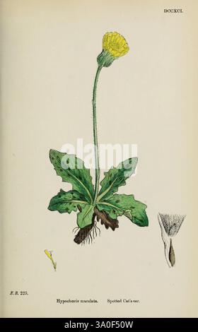 English, Botany, Coloured Figures of British Plants, London, R. Hardwicke, 1863-1886, Great Britain, Pictorial Works, Plants, The illustration features a detailed depiction of Hypochaeris maculata, commonly known as Spotted Cat's Ear. It showcases a slender stem rising from a rosette of broad, jagged leaves. Atop the stem, a single yellow flower blooms, characterized by its elongated petals that radiate outward. To the left, a smaller flower bud is represented, while to the right, a close-up of the flower's seed head is illustrated, highlighting its feathery bristles. The overall composition e Stock Photo