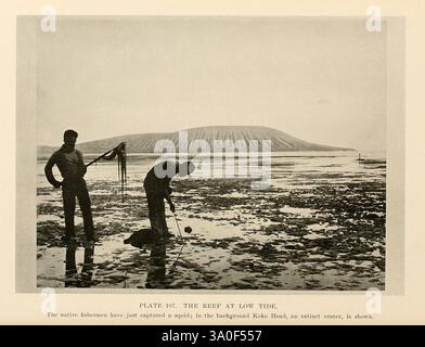 Natural history of Hawaii, Honolulu, Hawaii Printed for the author by The Hawaiian Gazette Co, Ltd, 1915 Natural history, Ethnology, Hawaiian Islands, Two native fishermen are depicted engaging in their daily activities during low tide, immersed in a coastal landscape. One fisherman stands with a long piece of seaweed draped over his arm, while the other is bent down, searching the seabed with a tool, possibly to gather shellfish or other marine life. In the background, a prominent sand dune or beach ridge extends across the horizon, adding depth to the scene. The title below notes this moment Stock Photo