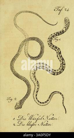 An illustration from 'Die Tiere des Waldes,' depicting various forest ...