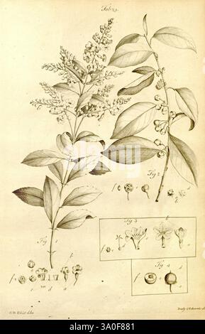 The civil and natural history of Jamaica. London, Printed for the author and sold by T. Osborne and J. Shipton in Gray's-Inn, 1756., The illustration showcases a detailed botanical study featuring two distinct plants. On the left side, the first plant is depicted with elongated leaves and clusters of small, round floral buds, labeled as 'Fig. 1.' Adjacent to it, the second plant features a slightly different leaf shape and arrangement, displaying delicate flowers alongside small fruits, labeled as 'Fig. 2.' Below, a smaller section provides close-up illustrations of various stages of fruit dev Stock Photo