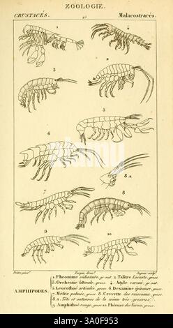 Considerations generals on the class of crustaceans, Paris, F.G ...