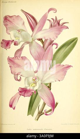 Revue horticole, Paris, Librairie agricole de la maison rustique, 1829-1974, France, gardening, horticulture, periodicals, Louise Cécile Descamps-Sabouret, Louise Cécile Descamps-Sabouret, women in science, flowers, botany, taxonomy: binomial = Laelia autumnalis, A stunning depiction of a delicate orchid, featuring large, frilled petals in soft pink hues, blended with shades of white and subtle touches of lavender. The intricate details showcase the flower's unique structure, with long, graceful sepals extending outward and a central lip adorned with a darker pattern. The green leaves provide Stock Photo