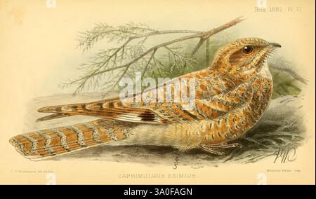 Ibis London Published for the British Ornithologists' Union by Academic Press. Birds Ornithology Periodicals, The image showcases a beautifully illustrated Common Nightjar, known scientifically as Caprimulgus europaeus. The bird is depicted resting against a textured background of branches and foliage, blending seamlessly into its surroundings with intricate patterns and warm colors that resemble the natural habitat. Its distinctive plumage features a mix of browns, tans, and subtle hints of gray, enhancing its cryptic appearance. The illustration highlights the Nightjar's elongated body, roun Stock Photo
