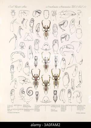 This entomological work presents a detailed study of various beetle ...