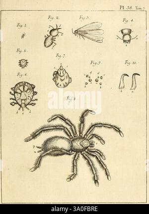 An illustration depicting a small insect, possibly a beetle, shown with ...