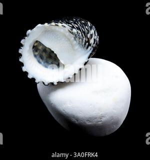 Close-up of a Neritodryas cornea shell with black and yellow stripes, placed on a white stone against a black background. Perfect for nature and marin Stock Photo