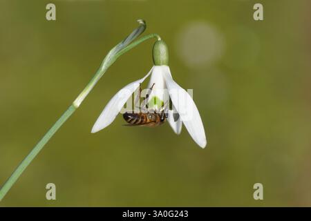 Western honey bee or European honey bee (Apis mellifera) on a flower of snowdrop or common snowdrop (Galanthus nivalis). Dutch garden. March, Holland Stock Photo