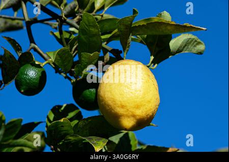 A lovely yellow lemon is hanging on a lemon tree ripe and ready to be picked. There are some unripe green lemons on the same tree. Stock Photo