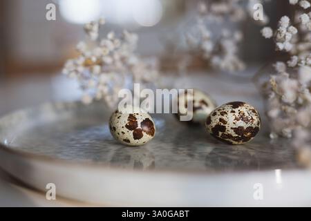 Three quail eggs on a plate in morning light Stock Photo