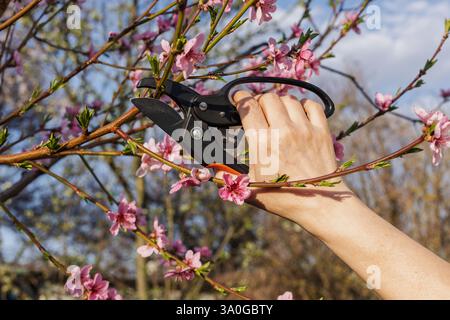 Gardener looks after the garden. Spring pruning of fruit trees. Woman with a pruner shears the nectarine. Stock Photo
