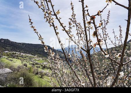 Apple blossoms, view of Bubion, La Alpujarra, Andalusia, Spain, Europe Stock Photo
