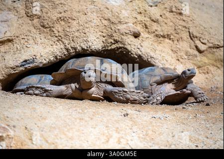 Three tortoises relax near their burrow in a warm, sandy environment in Morocco. Stock Photo