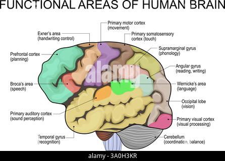 Human brain anatomy. Brain functional areas map. Vector illustration is easy to edit color. Stock Vector