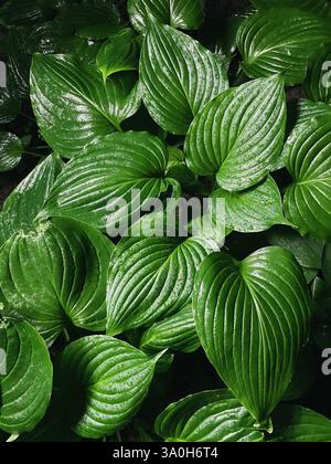 Natural green Hosta plant leaves in the rain. Hostas leaf texture pattern close-up. Stock Photo