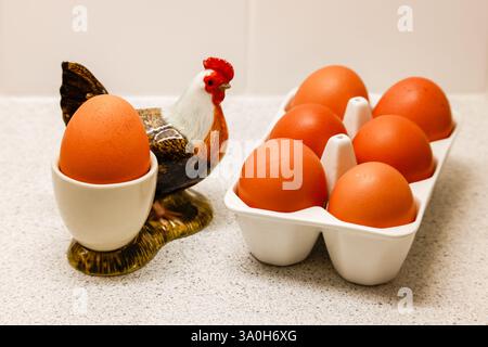 Brown boiled egg in hen eggcup on kitchen counter, beside six fresh free range eggs. Stock Photo