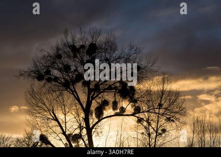 A tree covered in mistletoe, silhouetted against the sunset in winter Stock Photo