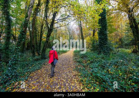 Walking through the woodland at Florencecourt, Co. Fermanagh, Ireland Stock Photo