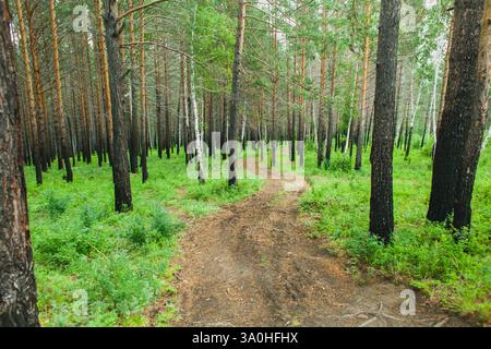 A narrow, winding dirt path meanders through a dense forest of tall pine and birch trees, creating a tranquil natural scene on a cloudy day Stock Photo