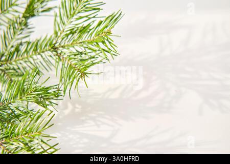 Close-up of green fir branches casting soft shadows on white background. Sunlight highlights needle details, creating natural and minimalist compositi Stock Photo