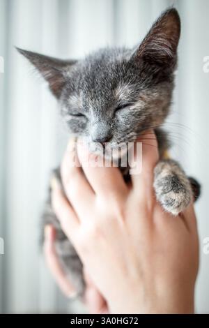 The image features a small, adorable kitten sitting on a soft, brown textured surface. The kitten has short, grey fur with subtle cream markings, part Stock Photo