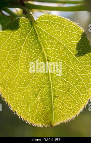 This is a macro photograph of a single apple leaf, showcasing its ...