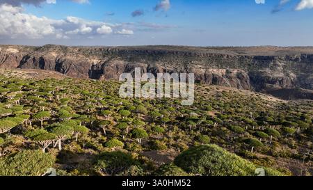 Visitors marvel at the striking landscape of Socotra, featuring unusual dragon blood trees and rugged cliffs under a vivid sky. Stock Photo