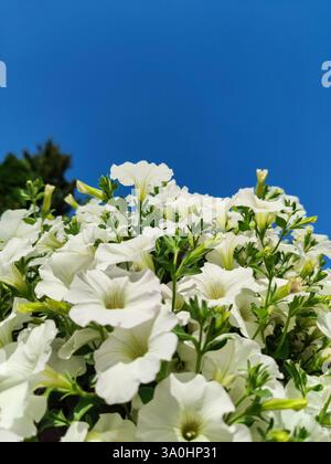White petunia flowers against bright blue clear sky without clouds. Delicate spring flowers, lush bush. Copy space for text. Stock Photo