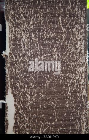 Background texture of scratched brown wallpaper by a cat Stock Photo