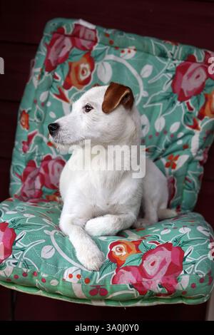 Jack Russell terrier sitting on a chair in the room Stock Photo