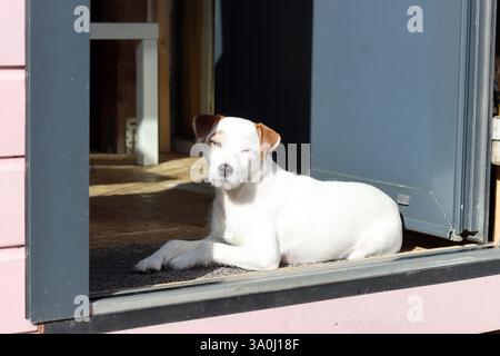 Jack Russell Terrier sunbathing in front of the door of the house Stock Photo