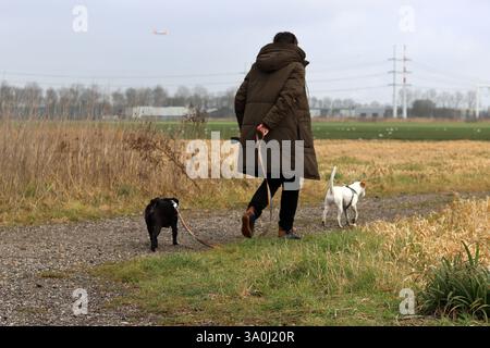 Woman walking her dogs on a leash in the countryside. Dog sitter on a walk with two dogs. Dog training concept. Stock Photo