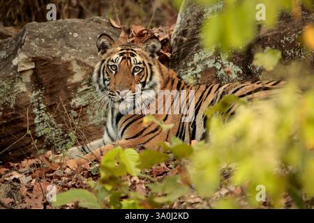 Royal Bengal Tiger at Bandhavgarh National Park, India. Left side portrait of young male sitting on leaves in front of rocks. Head towards camera. Stock Photo