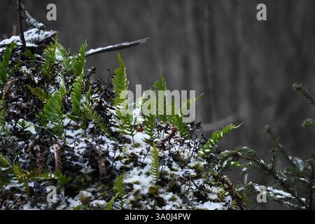 Fern growing on a snowy rock in the forest in winter in finland. Stock Photo