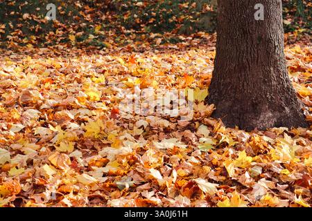 Yellow and ochre leaves fallen from the tree beside its trunk, autumn winter Stock Photo