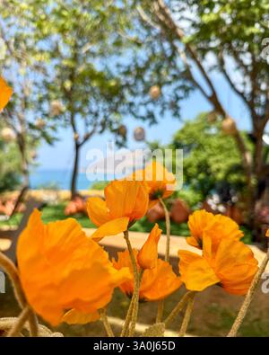 Bright Yellow Flowers in a Lush Garden 3 A close-up of vibrant yellow flowers against a blurred natural background of trees and greenery. Sunlight hig Stock Photo