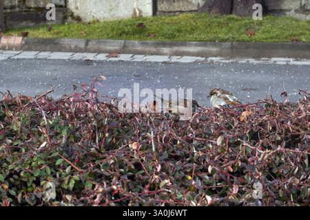 two sparrows are sitting on the branches of a bush, urban environment, a road in background and grass. Stock Photo