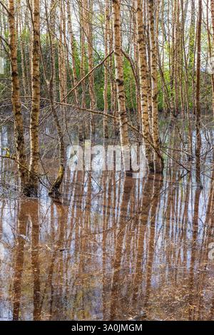 Flooded birchgrove with trees standing in water at springtime Stock Photo