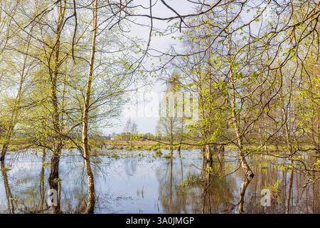 Lush green birch grove in a flooded wetland at springtime Stock Photo