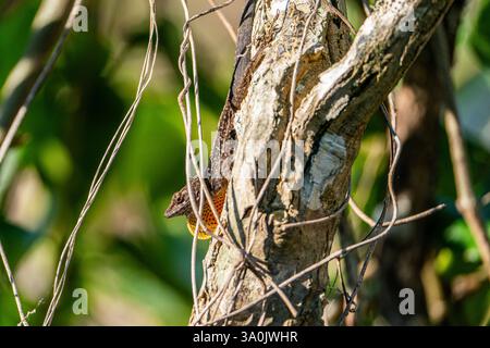 Brown Anole on a branch with dewlap out. Stock Photo
