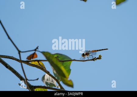 Dragonfly resting on the branch of a tree. Stock Photo