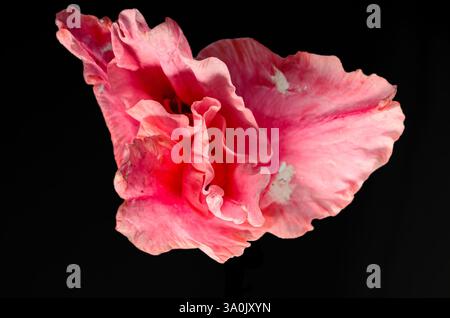 Extreme close-up of a pink gladiolus flower against a black background Stock Photo