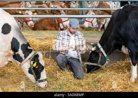 Young male farmer using a digital tablet to inspect cows on a livestock farm Stock Photo