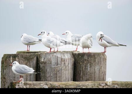 adult black-headed gulls (chroicocephalus ridibundus) in winter plumage Stock Photo