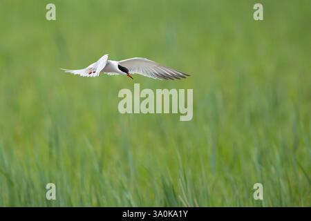 Adult common tern (sterna hirundo) hovering above a wetland Stock Photo