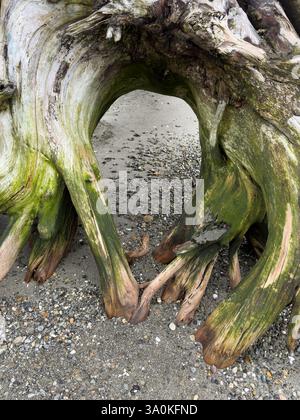 Roots of large tree driftwood on gravel beach with green coloring on wood Stock Photo