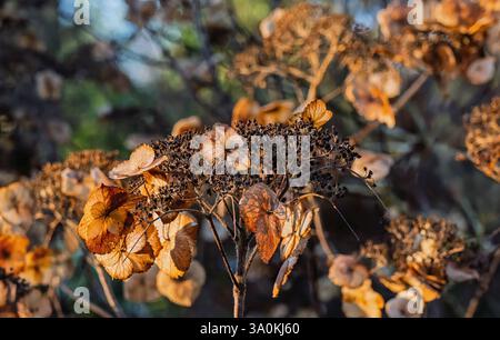 Sunlight shining through golden autumn petals and seed heads of withered hydrangeas. Stock Photo