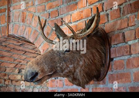 A taxidermy moose head with antlers mounted on a rustic red brick wall, creating a classic hunting lodge atmosphere. Stock Photo