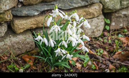 Snowdrops can be found thriving in pastures, woods, gardens and orchards across the UK from January to early March. Stock Photo