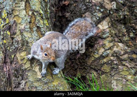 Alert Grey Squirrel on a Tree Trunk in a London Park Stock Photo