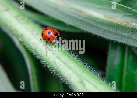 Red Ladybug Crawling on Green Leaf with Fine Hairs Stock Photo